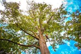 Best Tree Disease Treatment  in White City, UT