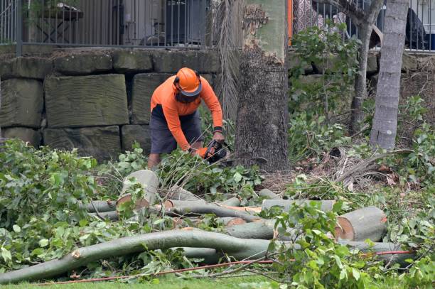 How Our Tree Care Process Works  in  White City, UT